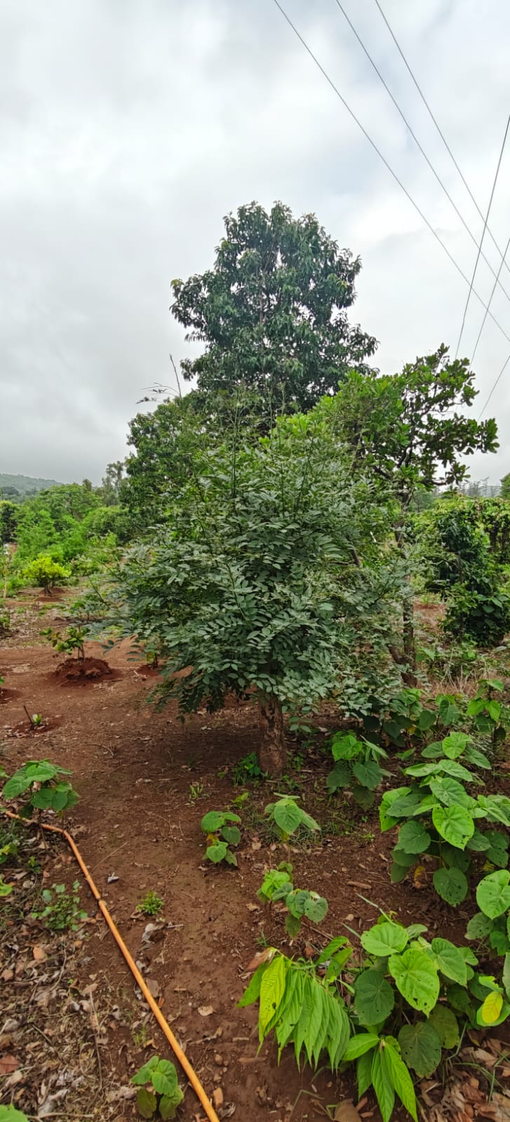 Farm plant: WhatsApp Image 2026-07-27 at 12.25.14.jpeg